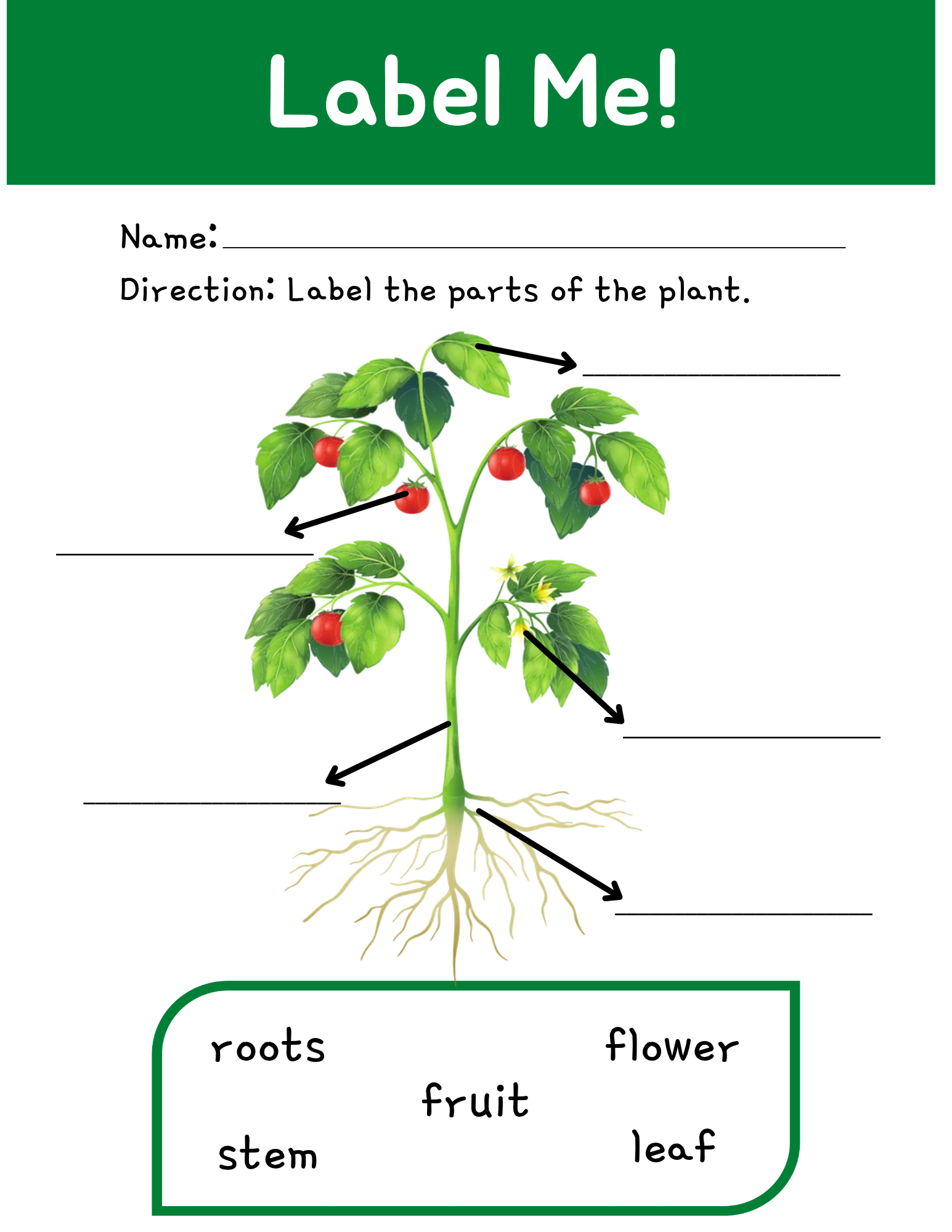 Green Plant Parts Science